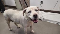 Shelter Stray Male Dog last seen , 4000 N Silverbell Rd, Tucson, AZ 85745, USA