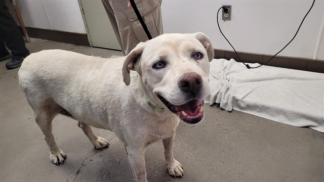 Shelter Stray Male Dog last seen , 4000 N Silverbell Rd, Tucson, AZ 85745, USA
