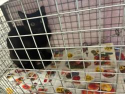 Shelter Stray Male Cat last seen Near BLOCK W 92ND AVE, 12155 Park Blvd, Brighton, CO 80601, USA