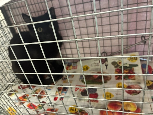 Shelter Stray Male Cat last seen Near BLOCK W 92ND AVE, 12155 Park Blvd, Brighton, CO 80601, USA