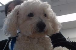 Shelter Stray Male Dog last seen MISSION BAY BLVD /MERRIMAC, 1419 Bryant St, San Francisco, CA 94103, USA