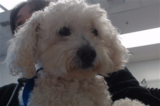 Shelter Stray Male Dog last seen MISSION BAY BLVD /MERRIMAC, 1419 Bryant St, San Francisco, CA 94103, USA