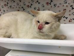 Shelter Stray Male Cat last seen Near BLOCK ADMIRALTY AVE, RIVERSIDE CA 92503, 6851 Van Buren Boulevard, Jurupa Valley, CA 92509, USA