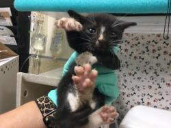 Shelter Stray Male Cat last seen Near BLOCK VAN BUREN BLVD, RIVERSIDE CA 92503, 6851 Van Buren Boulevard, Jurupa Valley, CA 92509, USA