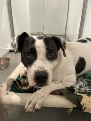 Shelter Stray Female Dog last seen BROUGHT TO 1419 BRYABT, 1419 Bryant St, San Francisco, CA 94103, USA