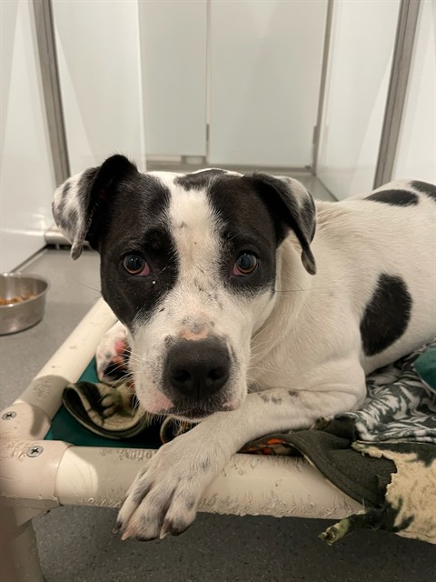 Shelter Stray Female Dog last seen BROUGHT TO 1419 BRYABT, 1419 Bryant St, San Francisco, CA 94103, USA