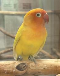 Shelter Stray Unknown Bird last seen BLACKWOOD RD & RIVER ASH DR, 130 Beyer Way, Chula Vista, CA 91911, USA