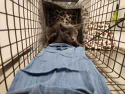 Shelter Stray Male Cat last seen , 11361 W Pico Blvd, Los Angeles, CA 90064, USA