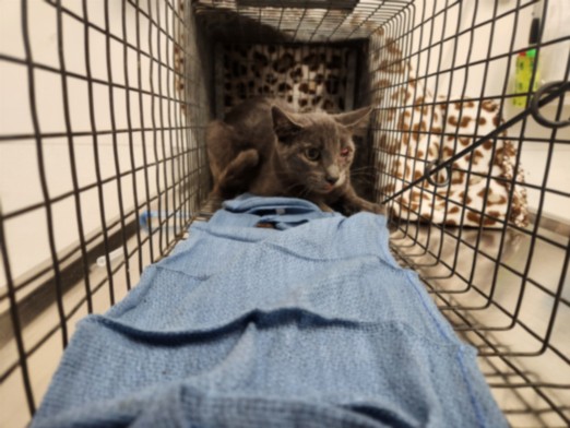 Shelter Stray Male Cat last seen , 11361 W Pico Blvd, Los Angeles, CA 90064, USA