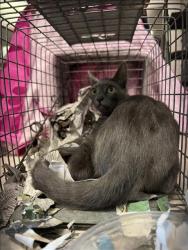 Shelter Stray Female Cat last seen , 11361 W Pico Blvd, Los Angeles, CA 90064, USA