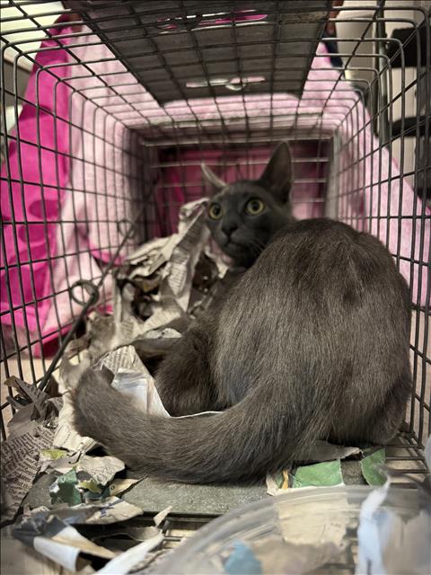 Shelter Stray Female Cat last seen , 11361 W Pico Blvd, Los Angeles, CA 90064, USA