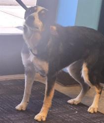 Shelter Stray Female Dog last seen VINELAND ST BAKERSFIELD, 201 S Mt Vernon Ave, Bakersfield, CA 93307, USA