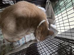 Shelter Stray Male Cat last seen , 3201 Lacy St, Los Angeles, CA 90031, USA