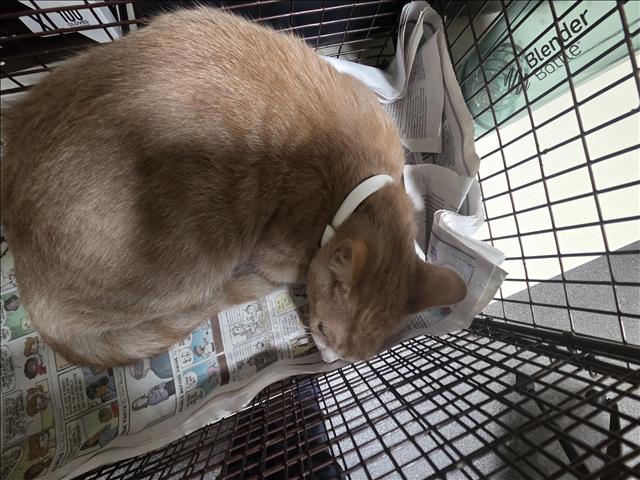 Shelter Stray Male Cat last seen , 3201 Lacy St, Los Angeles, CA 90031, USA