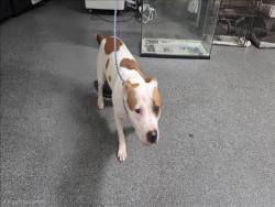 Shelter Stray Female Dog last seen , 3201 Lacy St, Los Angeles, CA 90031, USA