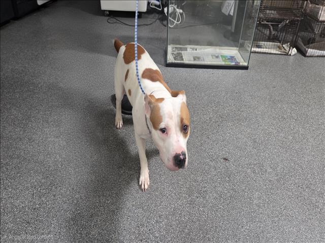 Shelter Stray Female Dog last seen , 3201 Lacy St, Los Angeles, CA 90031, USA