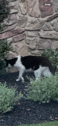 Found/Stray Unknown Cat last seen Sterling lakes drive, Pepper Pike, OH 44124