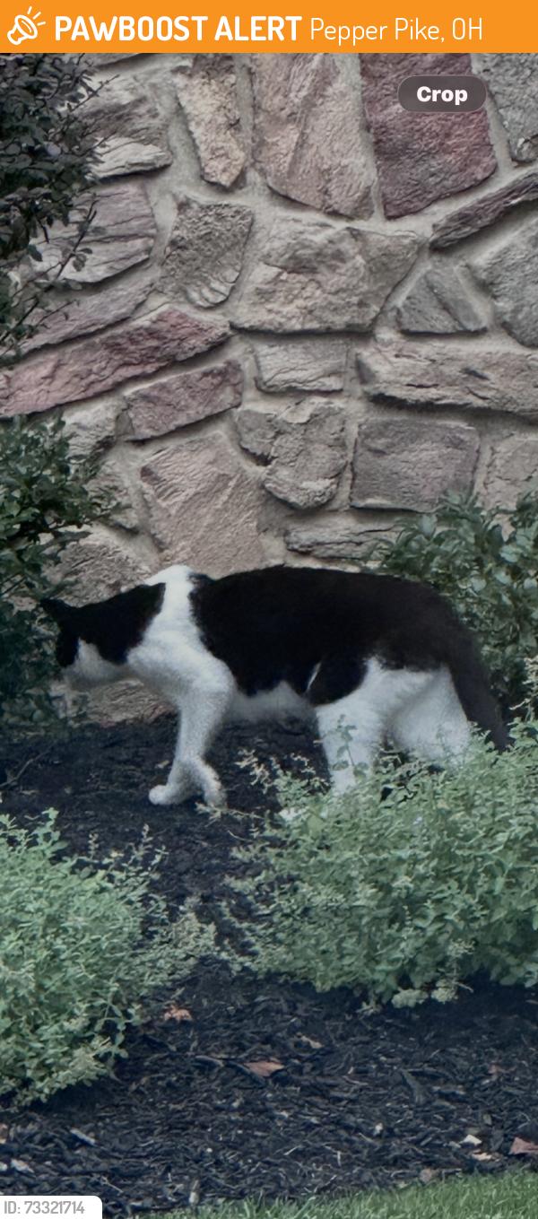 Found/Stray Unknown Cat last seen Sterling lakes drive, Pepper Pike, OH 44124