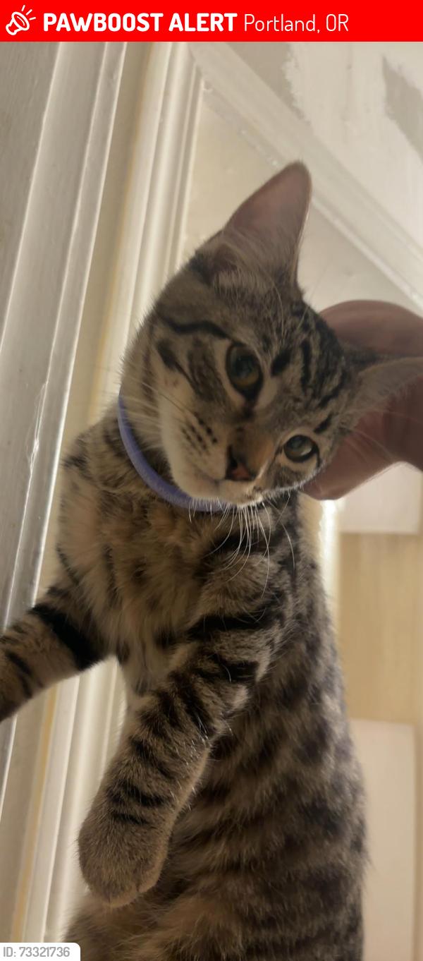 Lost Male Cat last seen Near Ida b wells hs, possibly towards back of school / crossed capitol highway., Portland, OR 97219