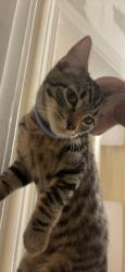 Lost Male Cat last seen Near Ida b wells hs, possibly towards back of school / crossed capitol highway., Portland, OR 97219