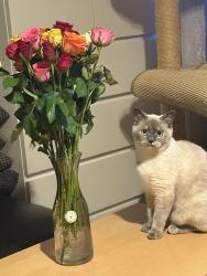 Lost Female Cat last seen Orchard hse, Crossford, Scotland ML8 5PY