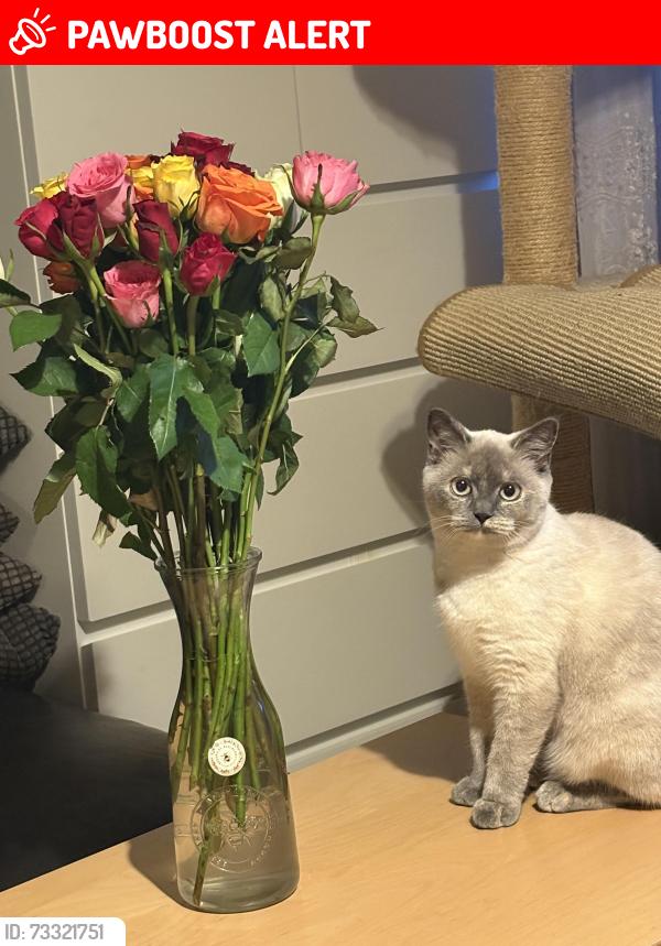 Lost Female Cat last seen Orchard hse, Crossford, Scotland ML8 5PY