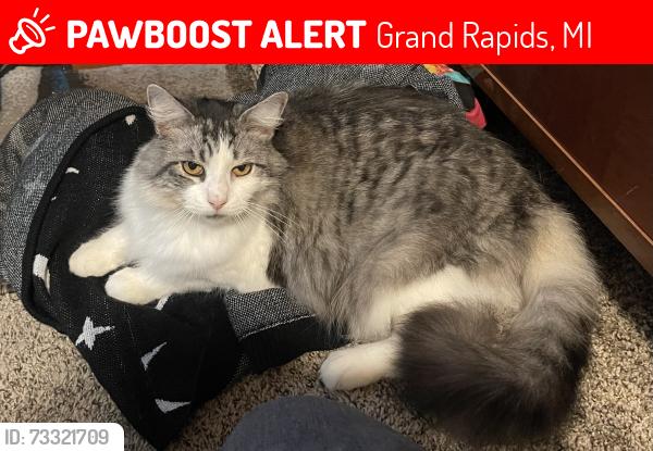 Lost Female Cat last seen Leonard and Wilson, Grand Rapids, MI 49534