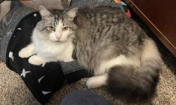 Lost Female Cat last seen Leonard and Wilson, Grand Rapids, MI 49534