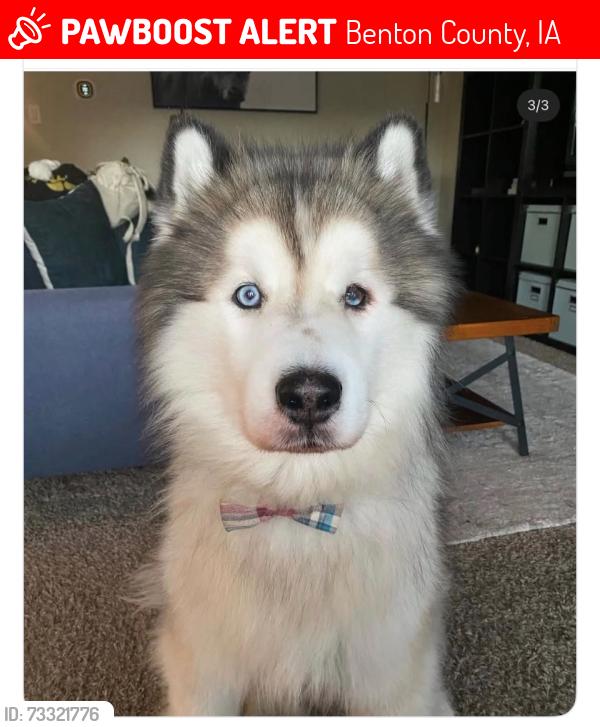 Lost Male Dog last seen Cotter Rd Bridge between Tama Rd and 50th, Benton County, IA 50651