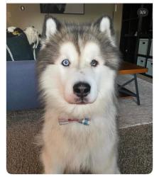 Lost Male Dog last seen Cotter Rd Bridge between Tama Rd and 50th, Benton County, IA 50651