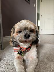 Reunited Male Dog last seen Surrey dr, Bonita, CA 91902