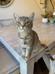 Reunited Female Cat last seen Silver Eagle, Rockbluff Park, Rolling Hills Estates, CA 90274