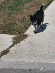 Found/Stray Male Dog last seen Landa Falls Waterwheel Subdivision, San Antonio, TX 78254