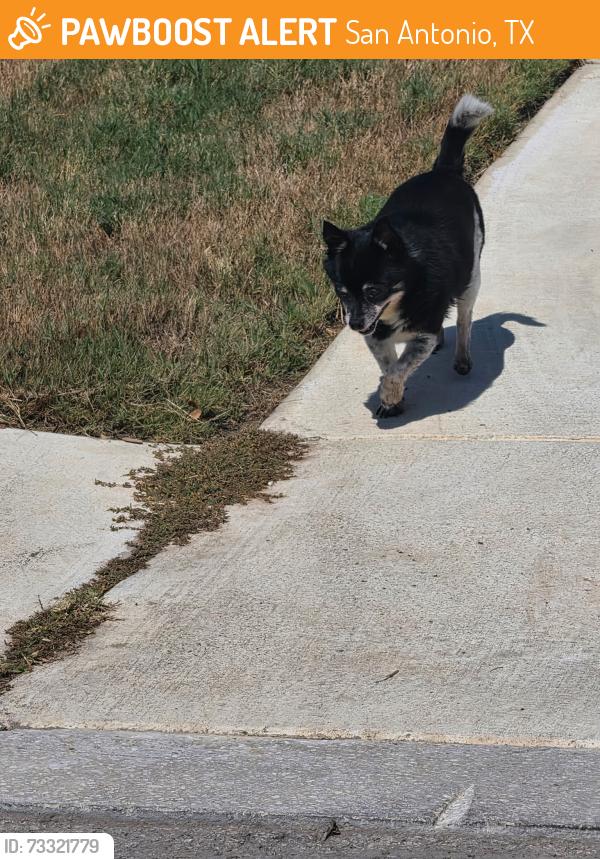 Found/Stray Male Dog last seen Landa Falls Waterwheel Subdivision, San Antonio, TX 78254