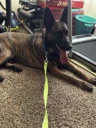 Lost Female Dog last seen Near Gardenia Street, Oceanside, CA 92057