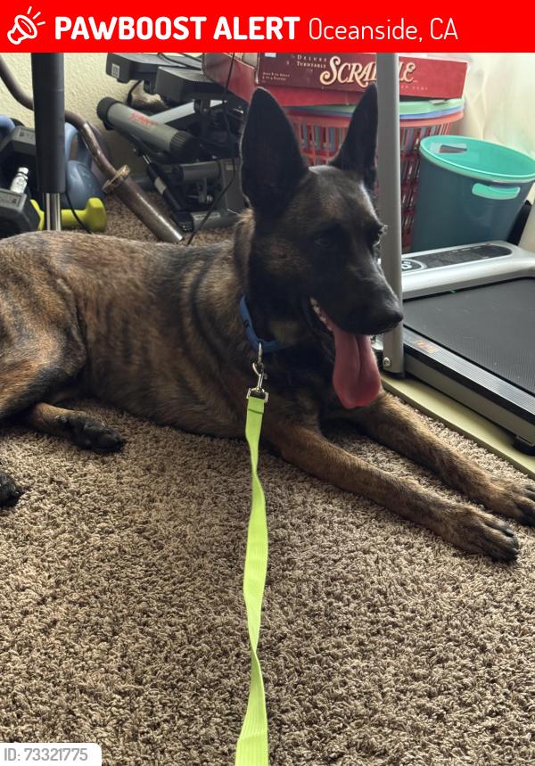 Lost Female Dog last seen Near Gardenia Street, Oceanside, CA 92057