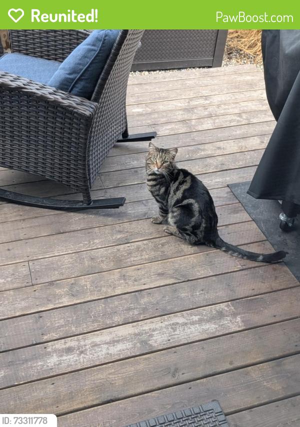 Reunited Male Cat last seen Longview Trail and High Country Dr NW, High River, AB T1V 0A5