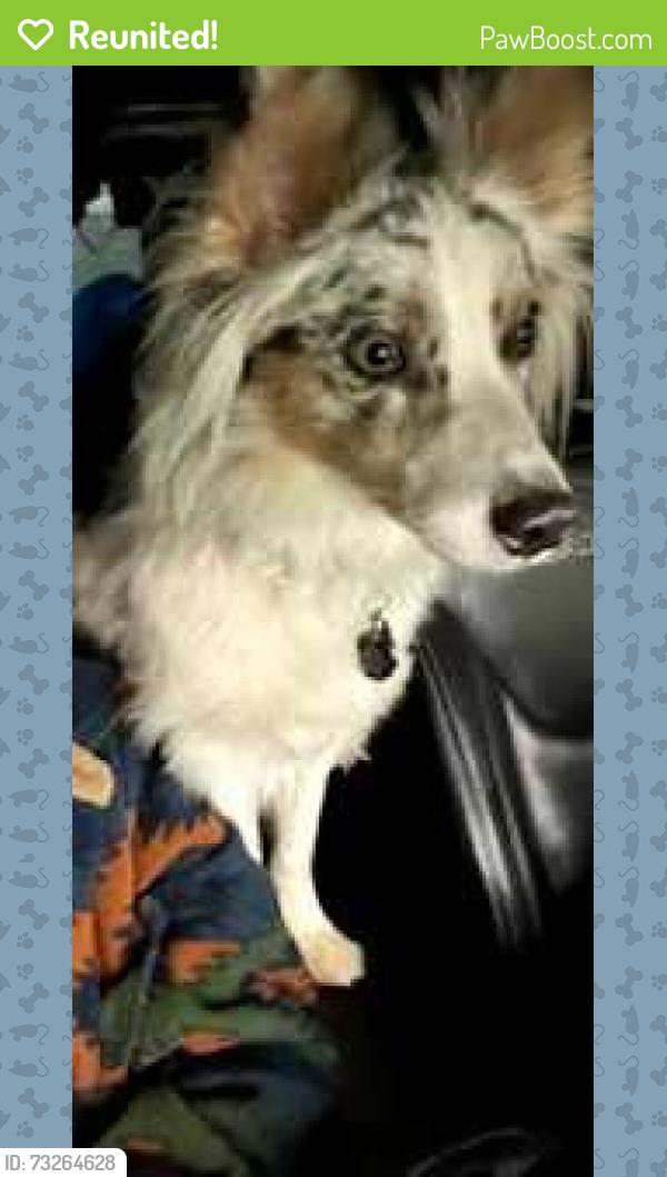 Reunited Male Dog last seen 44th and Council, Oklahoma City, OK 73179