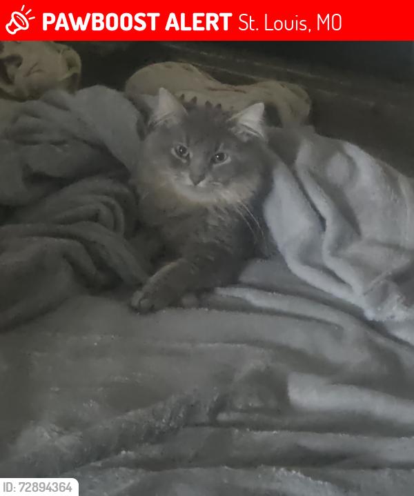 Lost Male Cat last seen Eichelberger Street, St. Louis, MO 63118