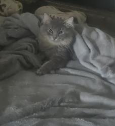 Lost Male Cat last seen Eichelberger Street, St. Louis, MO 63118