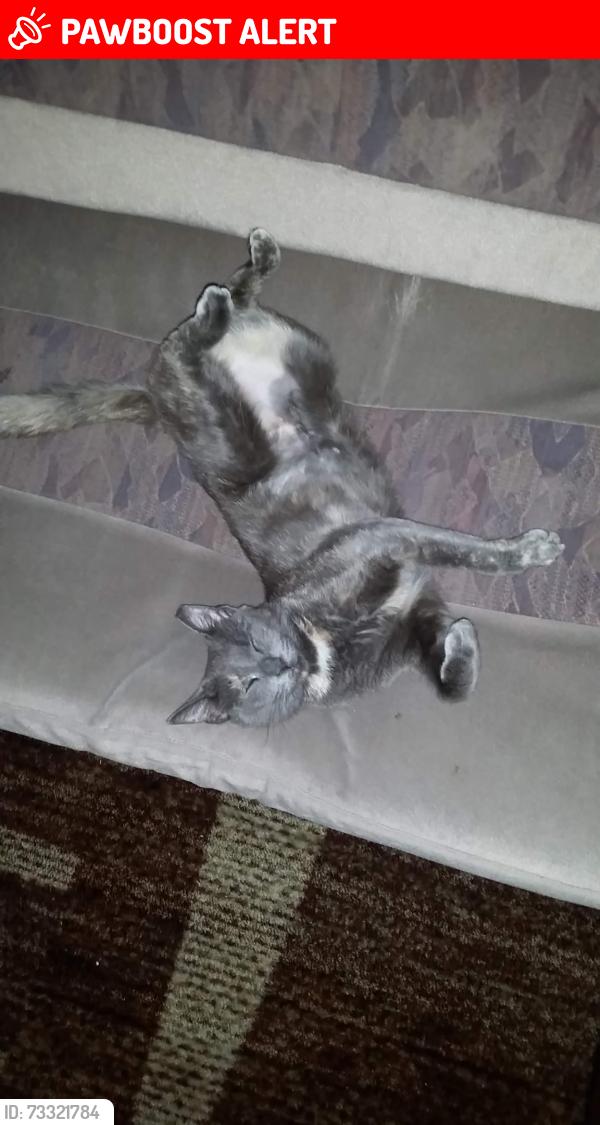 Lost Female Cat last seen hmstd 313 terr 189 ave, Miami-Dade County, FL 33035