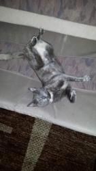 Lost Female Cat last seen hmstd 313 terr 189 ave, Miami-Dade County, FL 33035