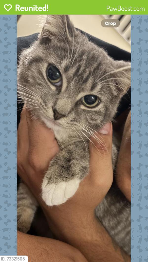 Reunited Female Cat last seen Near N Victoria Park Rd, Fort Lauderdale, FL 33304, USA, Fort Lauderdale, FL 33304