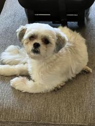 Reunited Male Dog last seen Grand avenue and Kensington st, Middletown, OH 45044