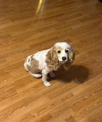 Reunited Female Dog last seen James Dawson elementary, Huntsville, AL 35810