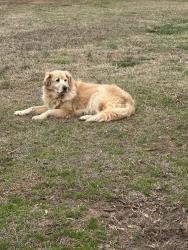 Reunited Female Dog last seen Massey road, Anderson County, SC 29642