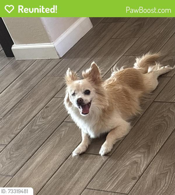 Reunited Male Dog last seen 99th and, Tolleson, AZ 85353