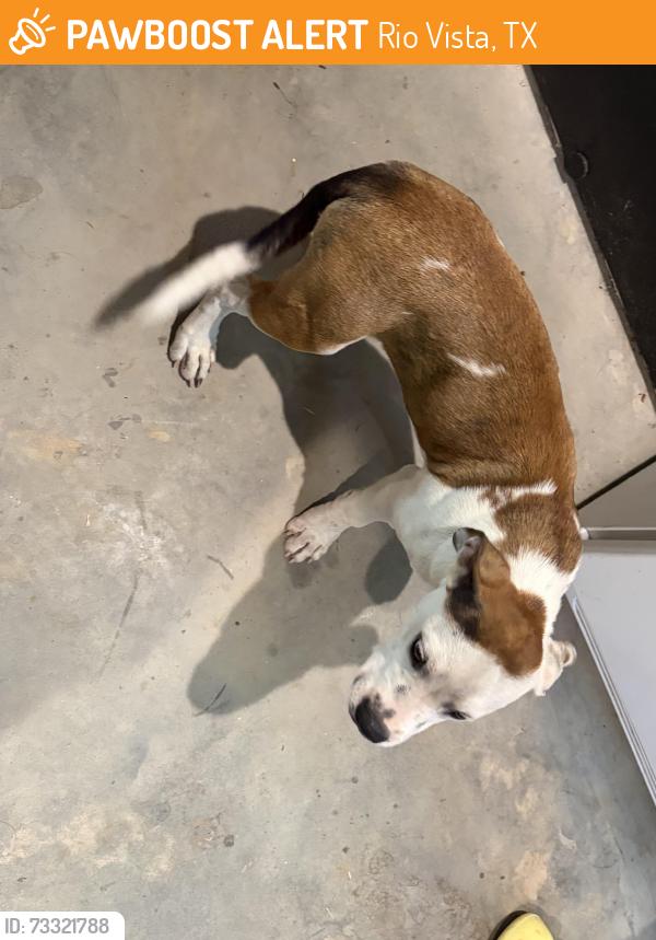 Found/Stray Male Dog last seen Cr 1200 cr 1102, Rio Vista, TX 76093