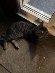 Found/Stray Male Cat last seen Private Road, Wellington Road, Greater London, England EN1 2DY