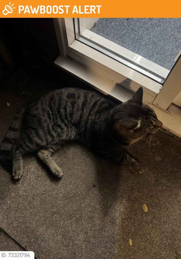 Found/Stray Male Cat last seen Private Road, Wellington Road, Greater London, England EN1 2DY
